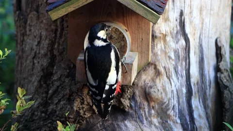 Great spotted woodpecker close up eats fat bird seed Stock Footage 290514590