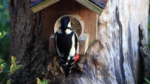 Great spotted woodpecker close up eats fat bird seed Stock Footage 290774352