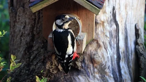 Great spotted woodpecker close up eats fat bird seed Stock Footage 290784216