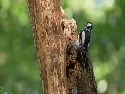 Great spotted woodpecker (Dendrocopos major) pecking at wood Stock Footage