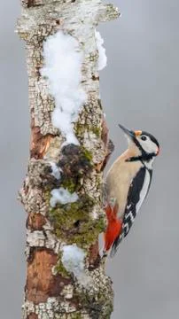 Great Spotted Woodpecker Dendrocopos major male on snow  covered Downy birch Stock Photos