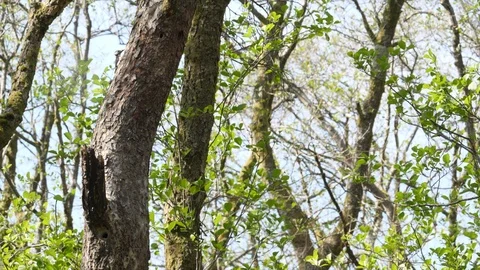 Great spotted woodpecker Dendrocopus major female flies to Stock Footage 120356853