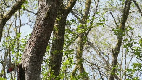 Great spotted woodpecker Dendrocopus major flies to alder tree Stock Footage 120357853