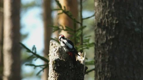 Great spotted woodpecker eats berries on a broken tree Stock Footage 89523150