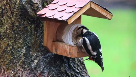 Great spotted woodpecker eats bird seed Stock Footage 188514958
