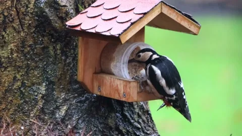 Great spotted woodpecker eats bird seed Stock Footage 188538699