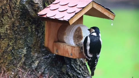 Great spotted woodpecker eats bird seed Stock Footage 188545164