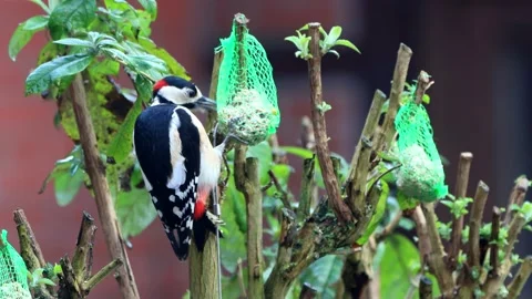 Great spotted woodpecker eats bird seed Stock Footage 231058655