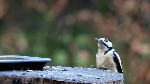 Great spotted woodpecker eats bird seed Stock Footage 231103808