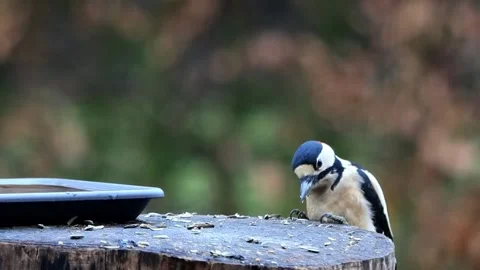 Great spotted woodpecker eats bird seed Stock Footage 241912321