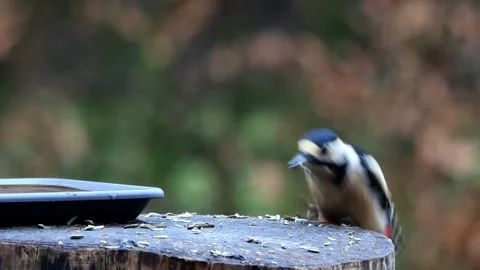 Great spotted woodpecker eats bird seed Stock Footage 241934767