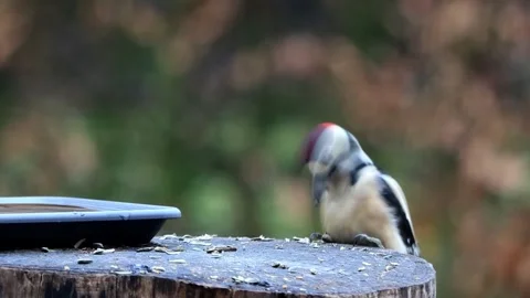 Great spotted woodpecker eats bird seed Stock Footage 244255734