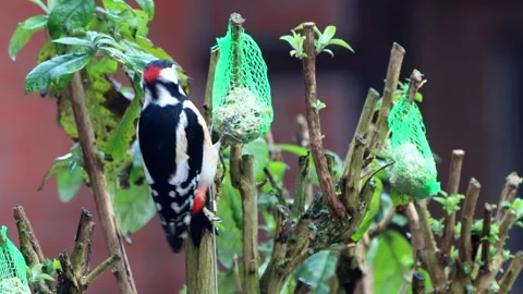 Great spotted woodpecker eats bird seed Stock Footage 244255982