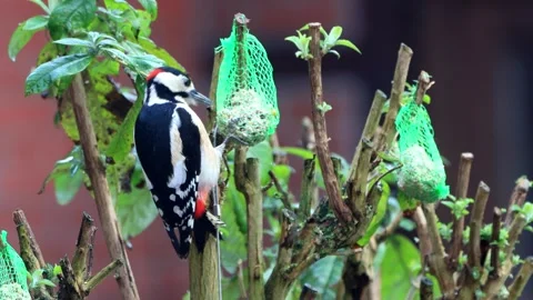 Great spotted woodpecker eats bird seed Stock Footage 244256587