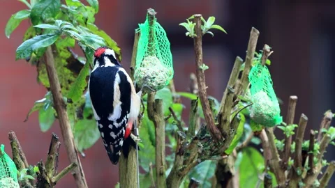 Great spotted woodpecker eats bird seed Stock Footage 244256885