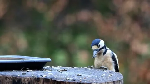 Great spotted woodpecker eats bird seed Stock Footage 244269289