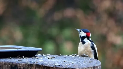 Great spotted woodpecker eats bird seed Stock Footage 244269437