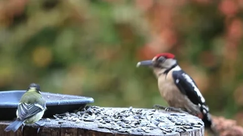 Great spotted woodpecker eats fat bird seed Stock Footage 226907852