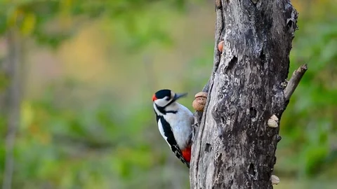 Great spotted woodpecker eats a nut Stock Footage 200794064