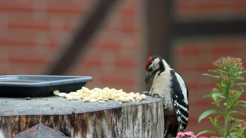 Great spotted woodpecker eats nuts Video stock 247448448