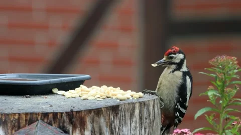 Great spotted woodpecker eats nuts Video stock 247448584