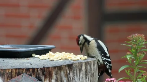 Great spotted woodpecker eats nuts Stock Footage 247468690