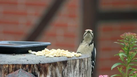 Great spotted woodpecker eats nuts Stock Footage 290521572