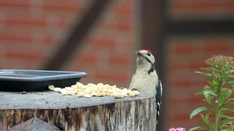 Great spotted woodpecker eats nuts Stock Footage 290521597