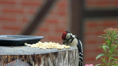 Great spotted woodpecker eats nuts Stock Footage 290771434