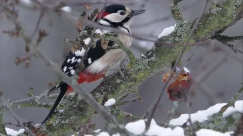Great spotted woodpecker eats an old apple in the tree Stock Footage 300581069