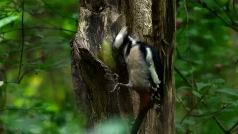Great spotted woodpecker eats pine cone on an old tree. Stock Footage 69089127
