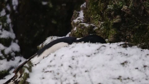 Great spotted woodpecker eats something behind a snowy branch Stock Footage 300581104