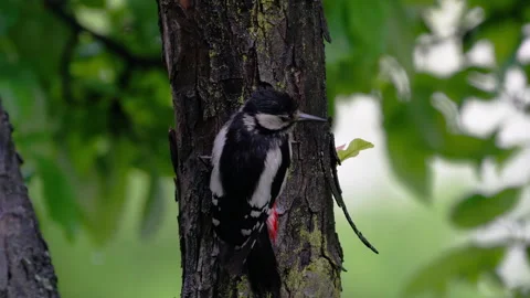 Great Spotted Woodpecker explores bark of tree, female  (Dendrocopos major) Stock Footage 310609517