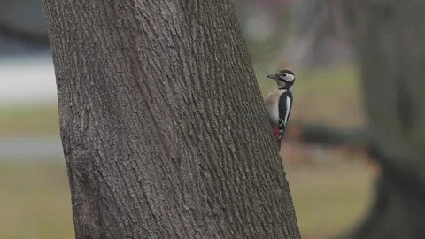 Great Spotted Woodpecker Exploring Tree Trunk for Insects 스톡 동영상 331417450