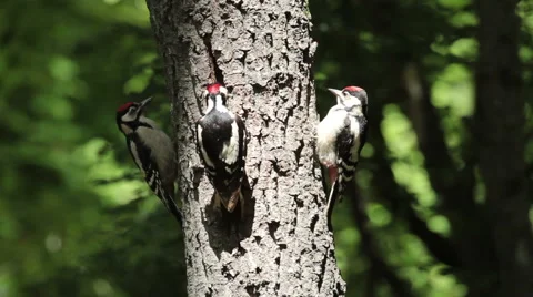 Great spotted woodpecker feed the chicks with insects and nuts in the oak forest Vidéo 61248892