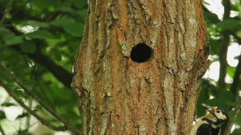 The great spotted woodpecker is feeding the offspring in the nest in a tree in t Stock Footage