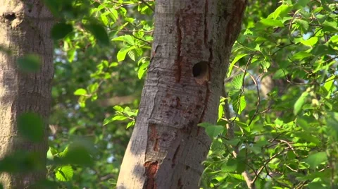 Great spotted woodpecker feeding pups Stock Footage 59881987