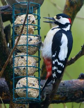 Great spotted woodpecker at a feeding station for wild birds with an aviar... Stock Photos
