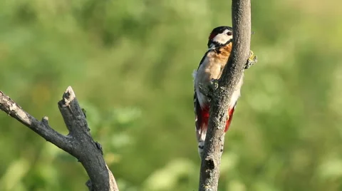 Great spotted woodpecker finding insects and perching on old tree in the forest. Video stock 61247500