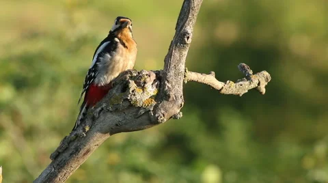 Great spotted woodpecker finding insects and perching on old tree in the forest. Video stock 61247710
