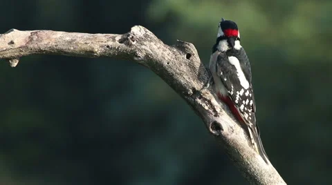 Great spotted woodpecker finding insects and perching on old tree in the forest. Video stock 61248024