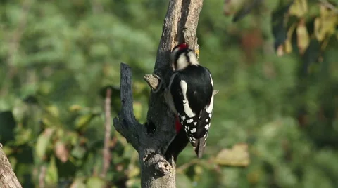 Great spotted woodpecker finding insects and perching on old tree in the forest. Stockbeeldmateriaal 61248071