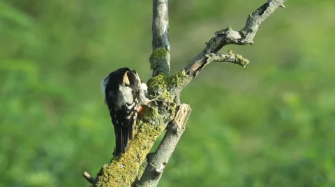 Great spotted woodpecker finding insects and perching on old tree in the forest. Video stock 61248357