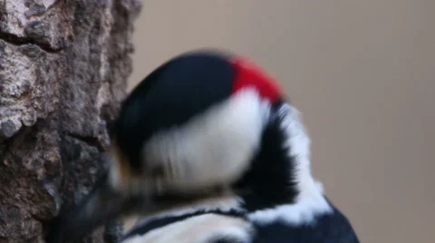 Great spotted woodpecker finding insects on old tree in the winter in oak forest Stockbeeldmateriaal 61248403