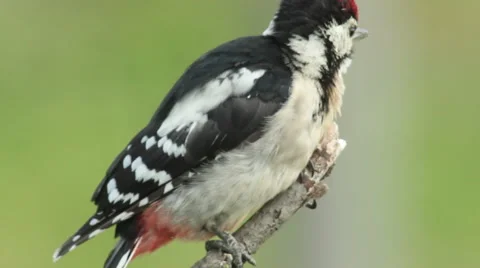 Great spotted woodpecker finding insects and perching on old tree in the forest. 스톡 동영상 61249129