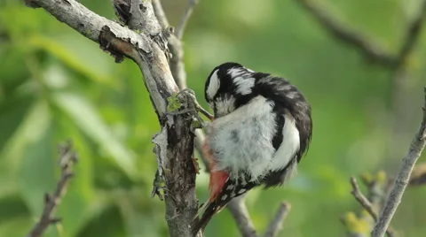 Great spotted woodpecker finding insects and perching on old tree in the forest. 库存影片 61249677