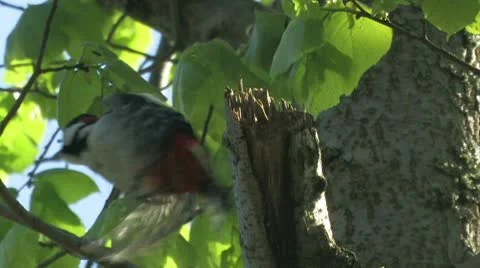 Great Spotted Woodpecker flying away Stock Footage