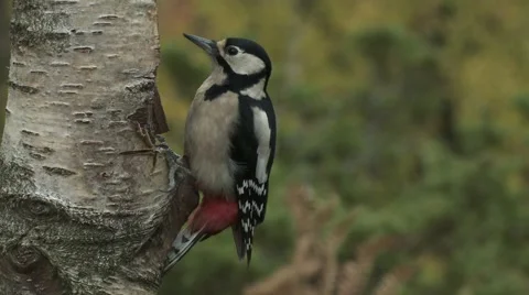 Great Spotted Woodpecker Video stock 1089307