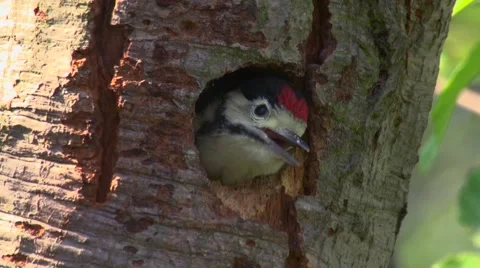 Great Spotted Woodpecker  Stock Footage 59881695