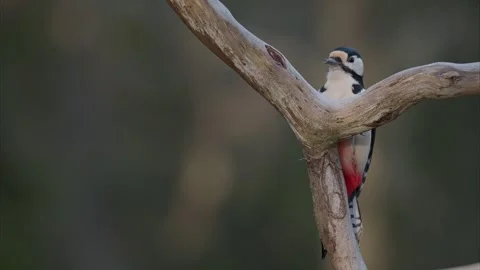 Great Spotted Woodpecker Stock Footage 254406860